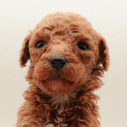 Poodles from Matlock’s Standard Poodles