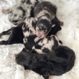 Pomeranian and Pomsky Puppies from Designer Pomeranians