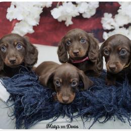 Dachshund Puppies from Misty's 101 Doxies