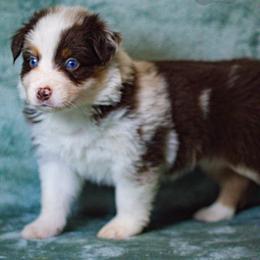 Australian Shepherd Puppies from Lovable Little Aussies