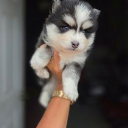 Carver - Black and white male Pomsky puppy in Mc Callsburg, Iowa from SZ Rolling Acres LLC