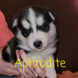 Pomsky Puppies from Paw-lenty of Pomskies