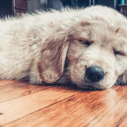 Goldendoodle and Golden Retriever Puppies from Sweet Magnolia Doodles