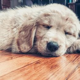 Goldendoodle and Golden Retriever Puppies from Sweet Magnolia Doodles