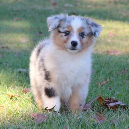 Blue Merle Female 1 - Blue merle female Australian Shepherd puppy in Northport, Alabama from Sipsey River Australian Shepherds