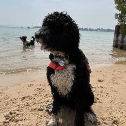 Yaeger - Bernedoodle