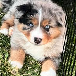 Magnum - Blue merle male Australian Shepherd puppy in Lebanon, Oregon from Mount Hope Aussies