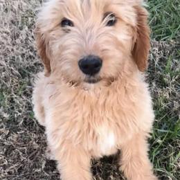 Goldendoodles from Buffalo River Doodles