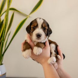 Fox - male Golden Mountain Doodle puppy in New River, Arizona from Sonoran Standard Doodles