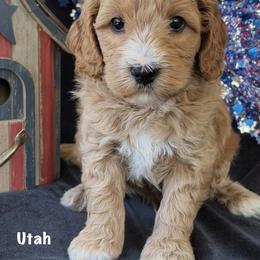 Utah - Apricot male Australian Labradoodle puppy in Washington, North Carolina from Pamlico Labradoodles