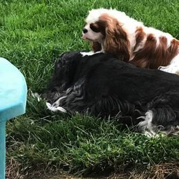 Cavalier King Charles Spaniel All Grown Up from Elizabeth Kessinger