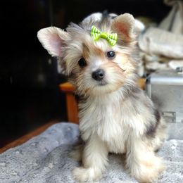 Companion Cross, Havanese, Mal-Shi, Maltese, Maltipoo, Morkie, and Shih Tzu Puppies from Seeking Shalom Acres Maltese, Maltipoos & Havamalts