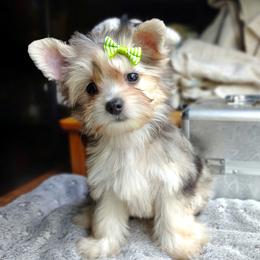Companion Cross, Havanese, Mal-Shi, Maltese, Maltipoo, Morkie, and Shih Tzu Puppies from Seeking Shalom Acres Maltese, Maltipoos & Havamalts