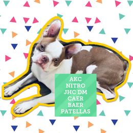 Nitro - Boston Terrier