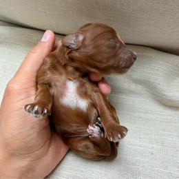 Buzz - Red male Cavapoo puppy in Cedar City, Utah from Pearson's Poodles