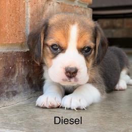Diesel - Black tan and white male Beagle puppy in Mansfield, Missouri from Rippee Creek Kennel