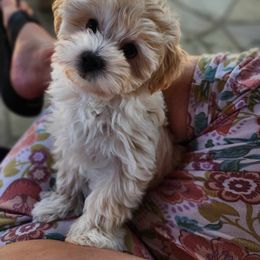 Maltese, Maltipoo, and Poodle Puppies from C&Js Tiny Toys