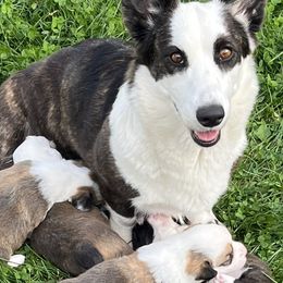 Cardigan Welsh Corgis from Morningstar Cardigan Corgis