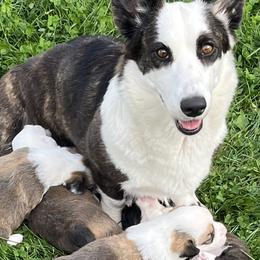 Cardigan Welsh Corgis from Morningstar Cardigan Corgis