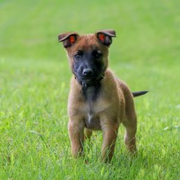 Celsius - Fawn male Belgian Malinois puppy in Spencer, Indiana from Grit & Grace Malinois