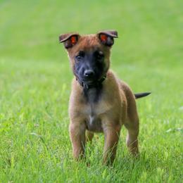 Celsius - Fawn male Belgian Malinois puppy in Spencer, Indiana from Grit & Grace Malinois
