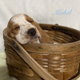 Light Blue Girl - Red and white female Basset Hound puppy in Edgar Springs, Missouri from Red Fern Basset Family