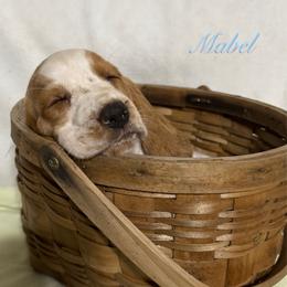 Light Blue Girl - Red and white female Basset Hound puppy in Edgar Springs, Missouri from Red Fern Basset Family