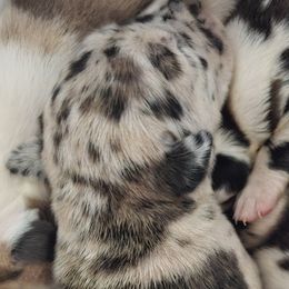 Female 4 - Harlequin female Great Dane puppy in Mayfield, New York from Sacandaga Danes