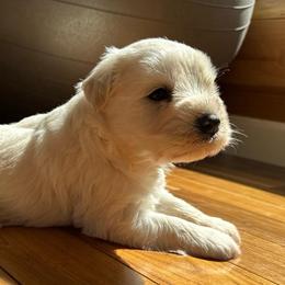 Koda - White male Miniature Schnauzer puppy in Auburn, Georgia from Very Special Mini Schnauzers