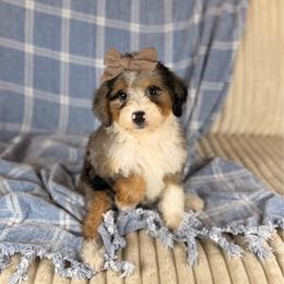 Bahia - Tri-color female Bernedoodle puppy in Sweetwater, Florida from Sandy Snout Doodles