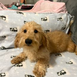 Cody - Piebald Dachshund puppy in Lake City, Florida from My Ditzy Doxies of Florida