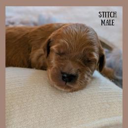 Stitch - Red  male Goldendoodle puppy in Hilton, New York from The House of Goldendoodle