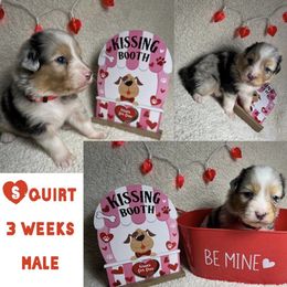 Australian Shepherd Puppies from Kayla's Aussies