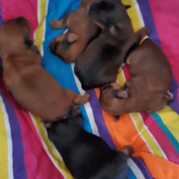 Yorkshire Terrier Puppies from Mama & I Yorkshire's