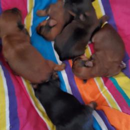 Yorkshire Terrier Puppies from Mama & I Yorkshire's