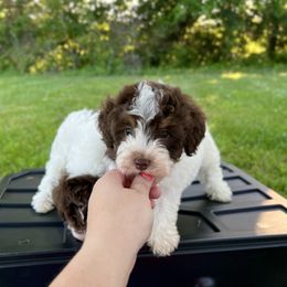 Penny - Parti female Schnoodle puppy in Warrensburg, Missouri from Dreamer Ridge Puppies