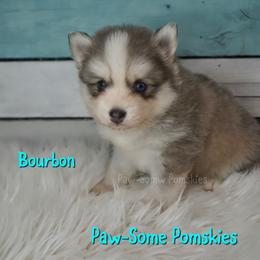 Bourbon - Blue male Pomsky puppy in Krum, Texas from Paw-Some Pomskies