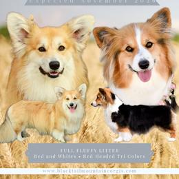 Pembroke Welsh Corgi puppies from Blacktail Mountain Corgis