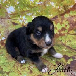 Amos - Blue tri male Toy Australian Shepherd puppy in Lumberton, Mississippi from Talowah Aussies
