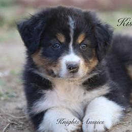 Kisses - Black tri-color female Australian Shepherd puppy in Ceres, California from Knight's Aussies