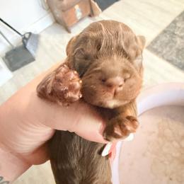 Flynn - Chocolate male Cavalier King Charles Spaniel puppy in Spring Hill, Florida from Wonderland Cavaliers
