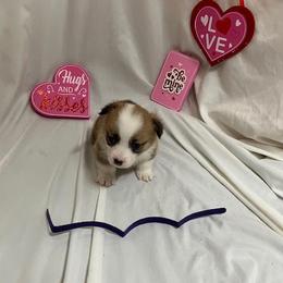 Pembroke Welsh Corgi puppies from PBA Kennel