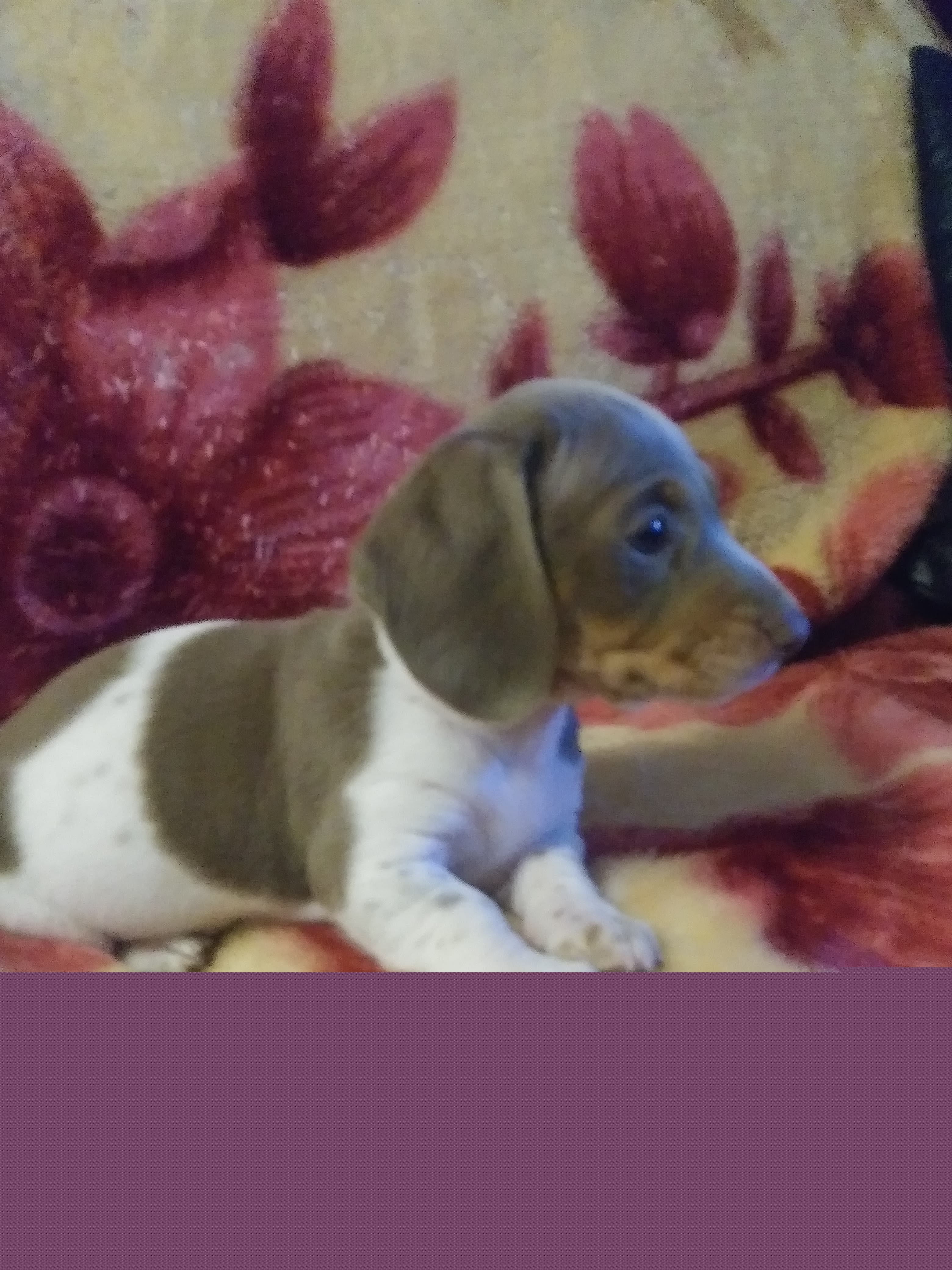 Dachshund Puppies from A&R Dachshund