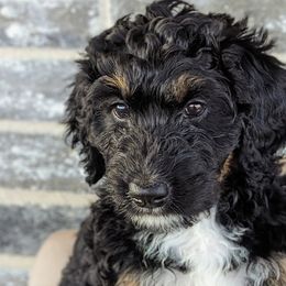 Rainbow (orange collar) - Tri-color Bernedoodle puppy in Temple, Texas from DN Poodles and Doodles