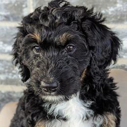 Rainbow (orange collar) - Tri-color Bernedoodle puppy in Temple, Texas from DN Poodles and Doodles