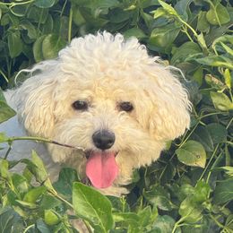 Duchess - Bichon Frise