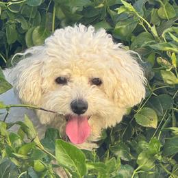Duchess - Bichon Frise