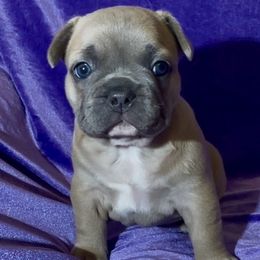 Adam - Blue fawn male French Bulldog puppy in Pine Township, Pennsylvania from BlueCairo Frenchies