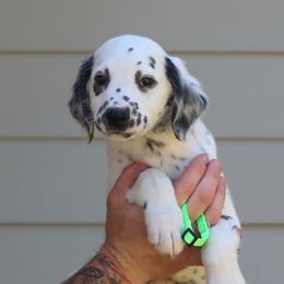 Lime Green - White and black male Dalmatian puppy in Cottage Grove, Oregon from Hidden Hills Dalmatians
