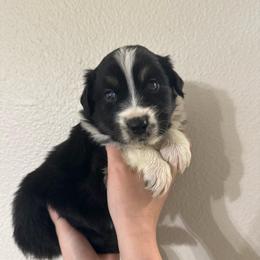 Legend - Black tri-color male Australian Shepherd puppy in Weeki Wachee, Florida from Ace of Spades Australian Shepherds